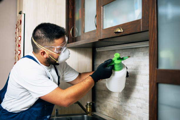 Wasp Removal Services in Joliet, IL